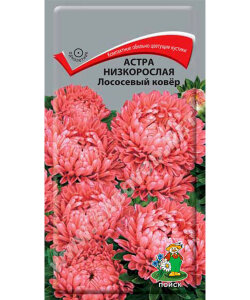 Астра низкорослая Лососевый Ковёр