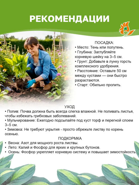 Хоста Кристмас Кэнди