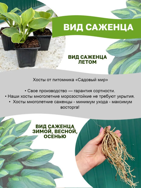 Хоста Брим Кап