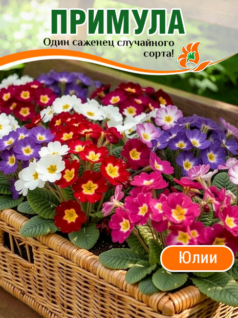 Примула Юлии, случайный цвет