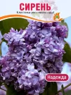 Сирень Надежда (обыкновенная)