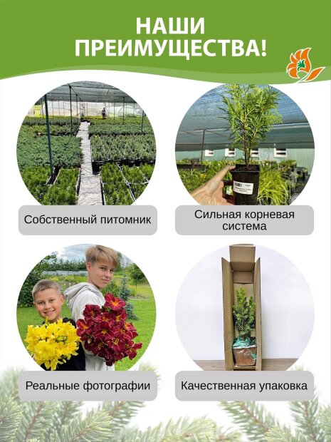 Туя Шугар энд Спайс (складчатая)