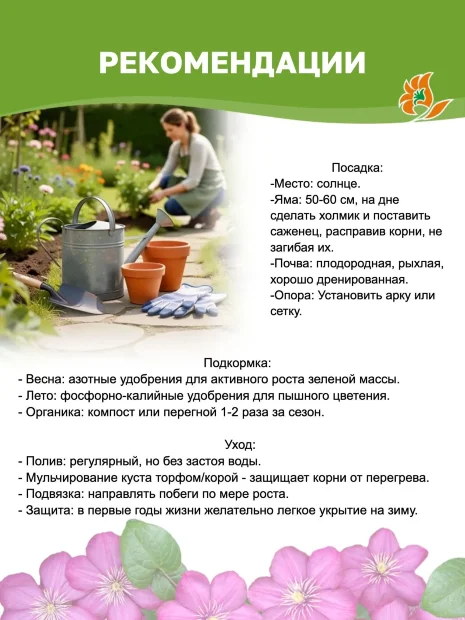 Клематис в ассортименте саженцы 