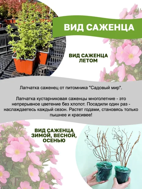 Лапчатка Голдфингер (кустарниковая) саженцы 