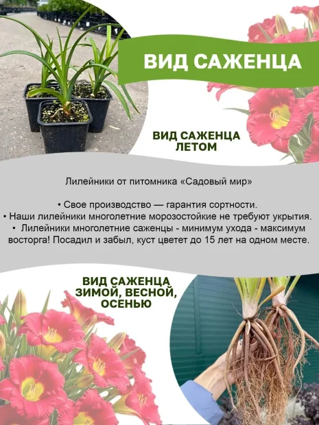 Лилейник Грейп Щербет 