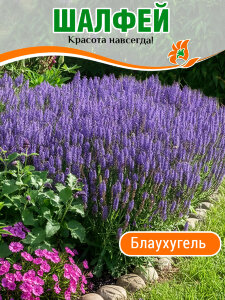 Сальвия (Шалфей) Блаухугель (дубравный)