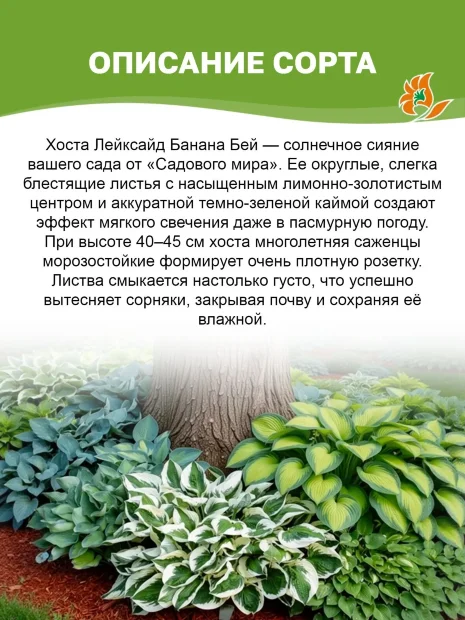 Хоста Лейксайд Банана Бэй