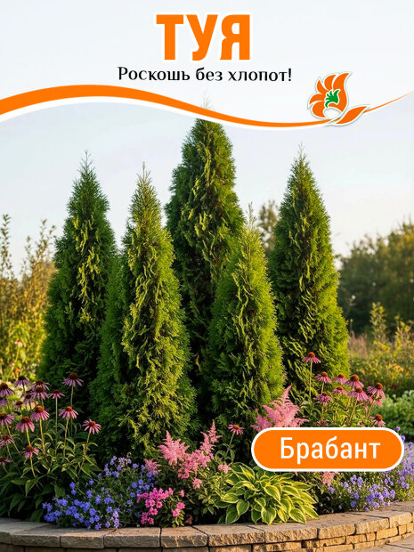 Туя Брабант (западная)
