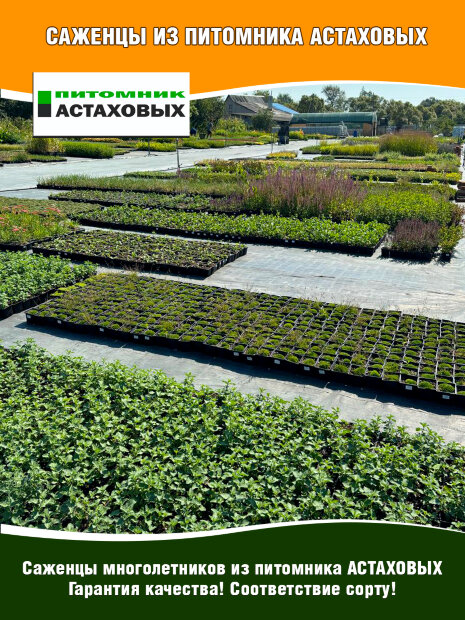 Монарда Скорпион 