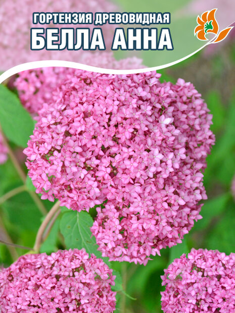 Гортензия Белла Анна (древовидная) саженцы 