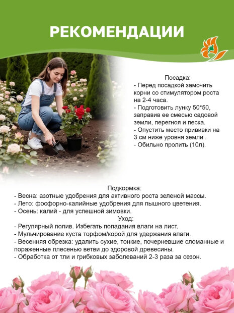 Роза многоцветковая