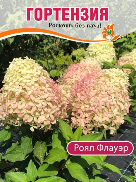 Гортензия Роял Флауэр (метельчатая) саженцы 