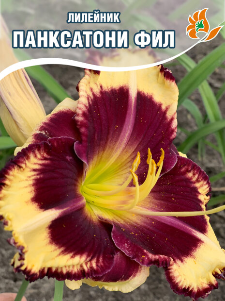 Лилейник Панксатони Фил