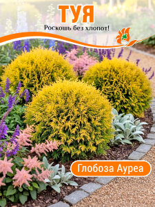 Туя Глобоза Ауреа (западная)