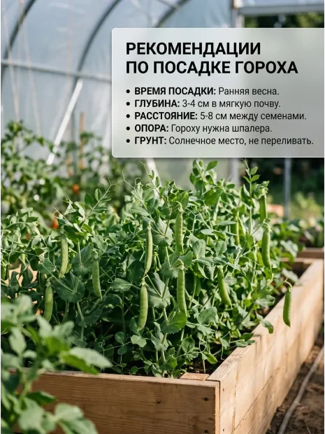 Горох Детская радость семена 