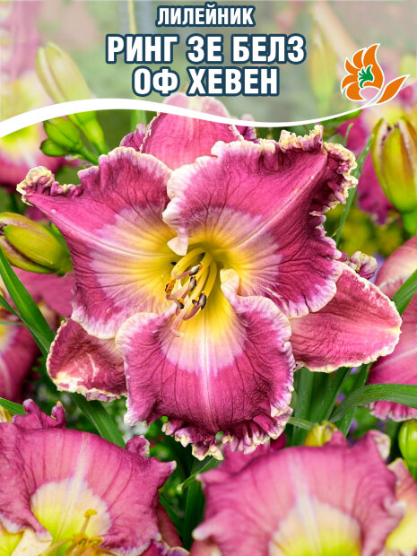 Лилейник Ринг Зе Белз оф Хевен