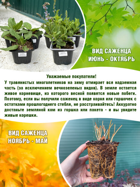 Герань Макс Фрей (кроваво-красная)