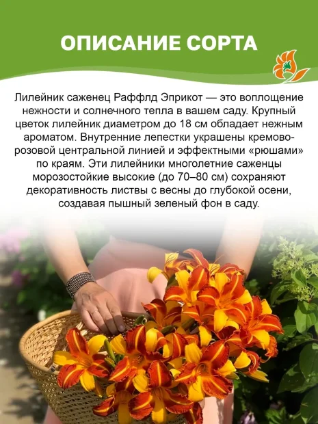Лилейник Раффлд Эприкот