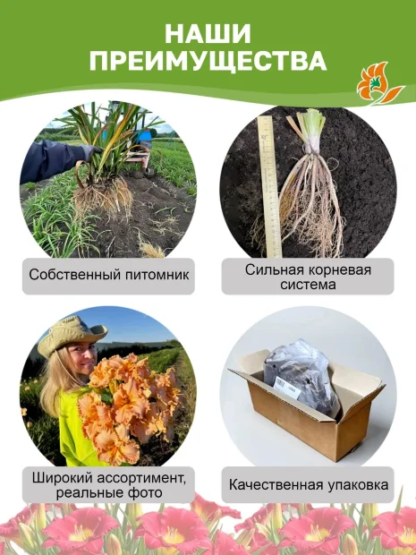 Лилейник Раффлд Эприкот