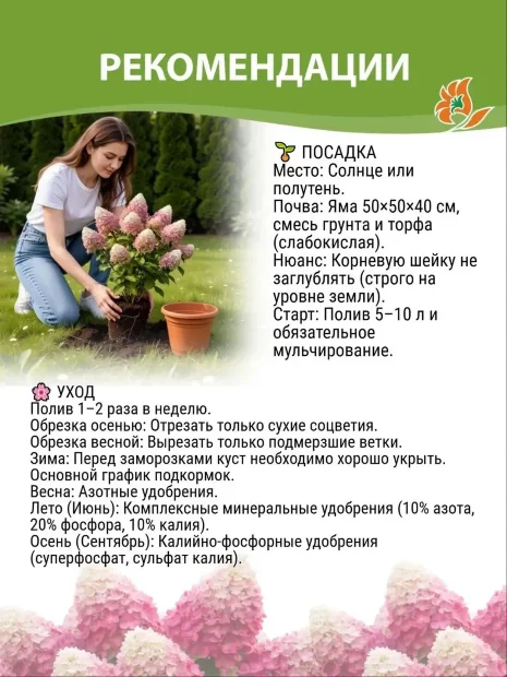 Гортензия Шлосс Вакербарт (крупнолистная) саженцы 