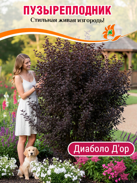 Пузыреплодник Диаболо д'Op (калинолистный)  саженцы 