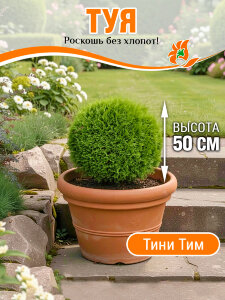 Туя Тини Тим (западная)