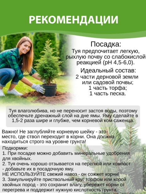 Туя Столвик (западная)