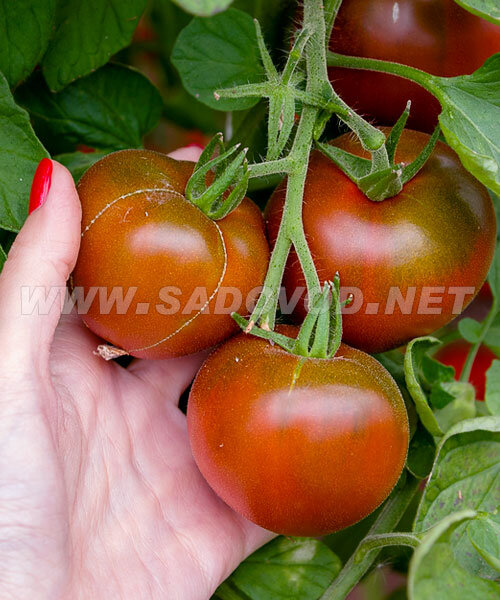 Томат Чёрная Лакомка семена 